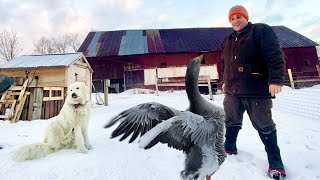 Day in the Life of a Vermont Farm (WINTER SEASON)