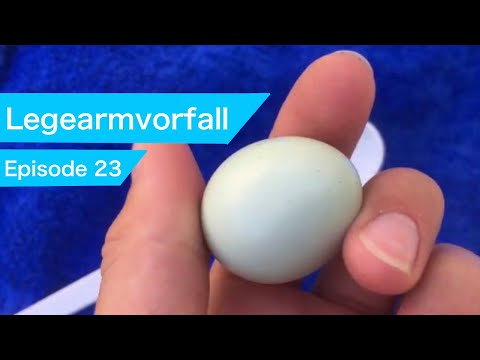 Legedarm vorfall einer Wachtel