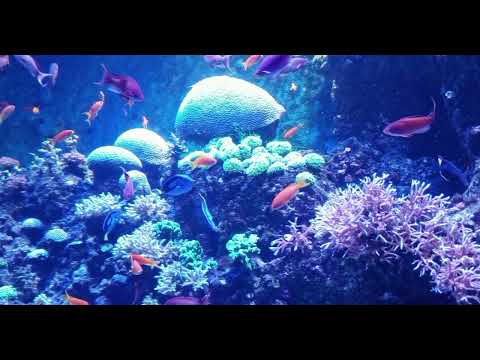 Vina MM Collection - 03