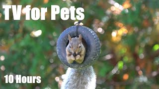 Cat TV for Pets to Watch 🐱 - 10 Hours of Backyard Bliss with Birds and Squirrels - Oct 03, 2025