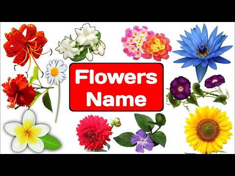 Flowers name || flowers name with spelling || #flowers#learnenglish@Learn with Kritika