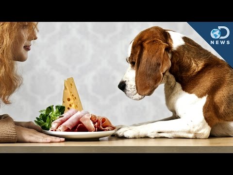 Can Dogs Eat People Food?