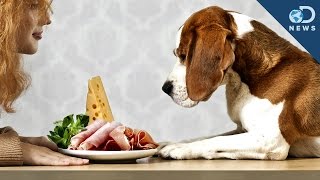 Can Dogs Eat People Food?