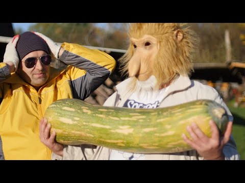 JANUSZ WYHODOWAŁ ZMUTOWANĄ CUKINIĘ (Kwarantanna Janusza #19) | Kabaret Czwarta Fala ft. Jarek Ogarek