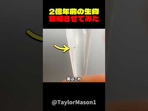 二億年前の生物を繁殖させてみた(生物の詳細は概要欄)