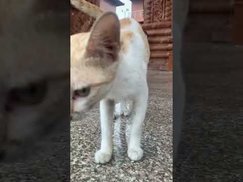 Mr. Tom  #cat #cats #catlover #catvideos #catshorts #shortsfeed #shortvideo #short #love #travel