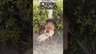 帰るって言ったよね？帰るはずの犬、なぜか戻る【元野犬めぐちゃん】