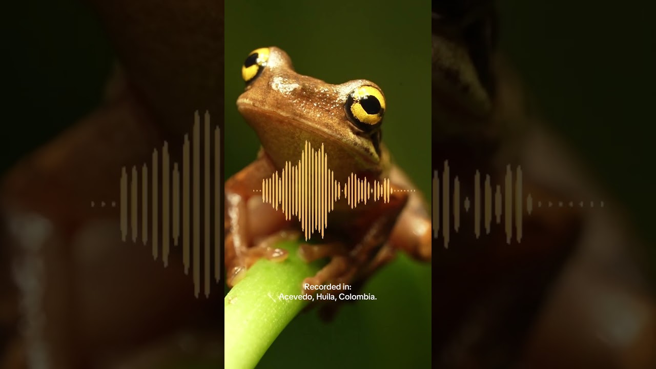 This is What Conservation Sounds Like
