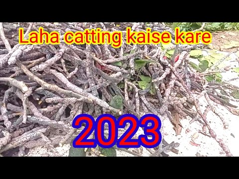 lakha chash kaise kare hai😱laha chash kaise karte ha purulia chasi