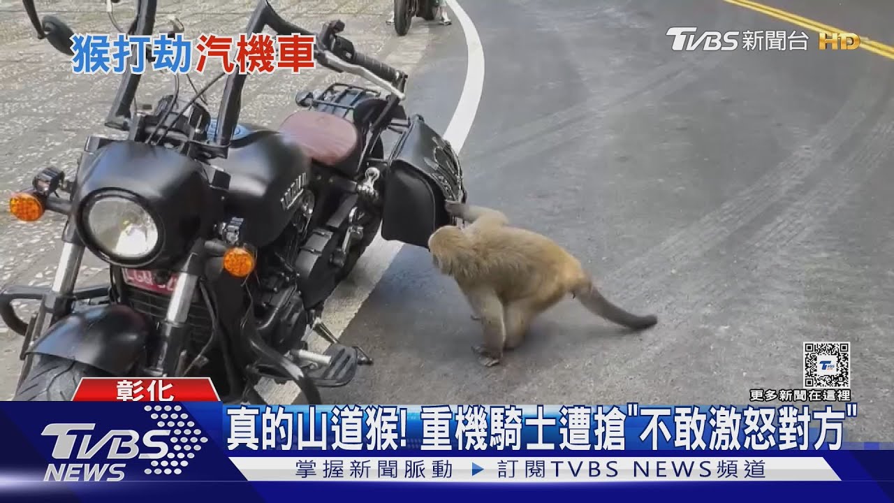 真的山道猴!重機騎士遭搶「不敢激怒對方」