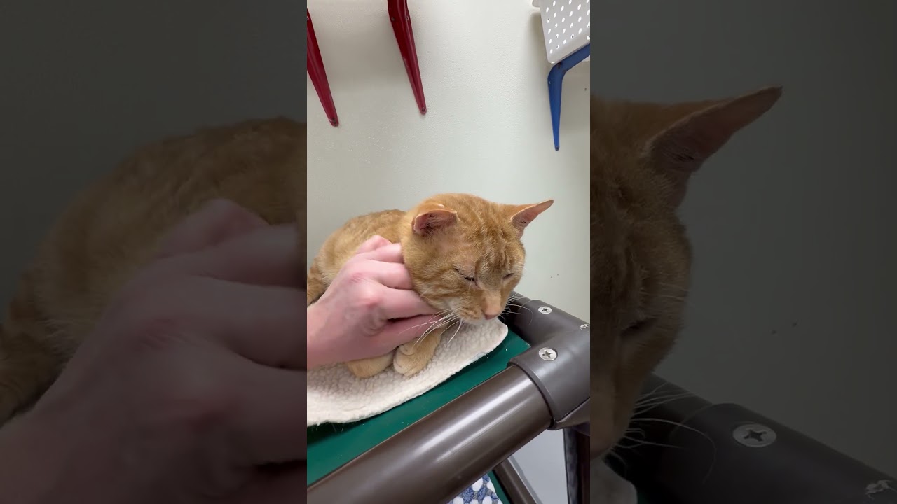 Carlisle - big orangie loverboy, a ADOPTABLE Domestic Short Hair in Oshkosh, WI video 5/6