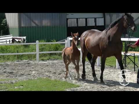 NF318 Stutfohlen von Casall - Ladas - Painter's Row xx