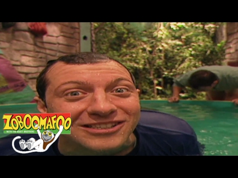 🐒 Zoboomafoo 🐒  Episode 106 - Swimming | HD | Full Episode