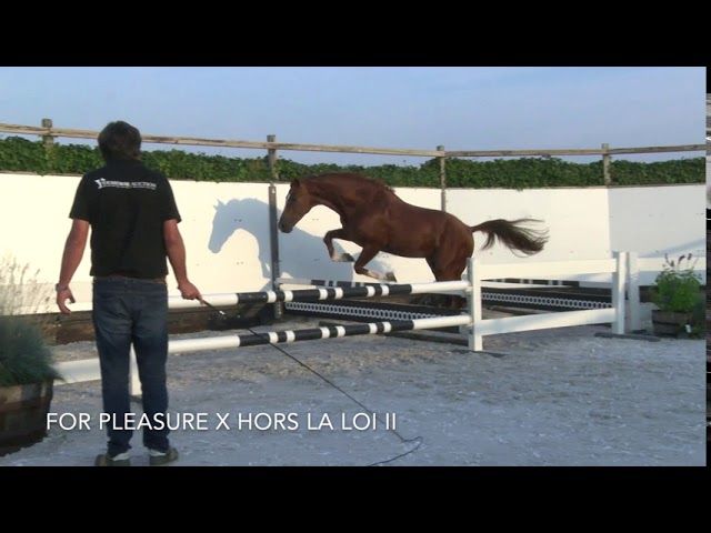 Floris R Z JUMPING