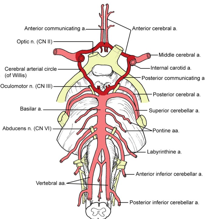 Introduction to skull, meninges, ventricular system and brain