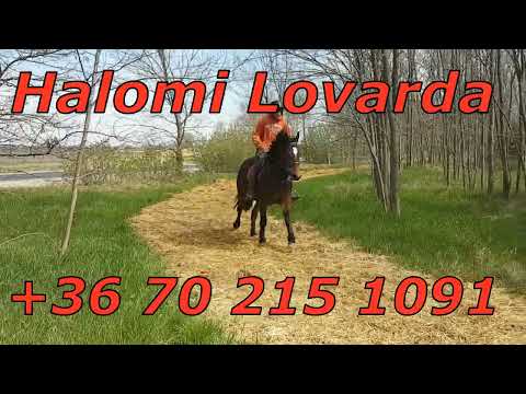 Döme - 6. hét, vágtapálya, terepakadályok