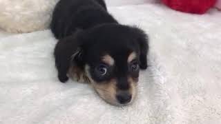 ハーフ犬の動画01