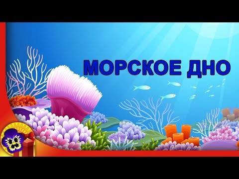 Морское дно 🐚Удивительная красота подводного мира