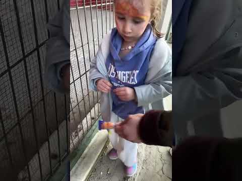 Bade maymuna sakız verdi #bade