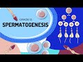 Human Reproduction Spermatogenesis