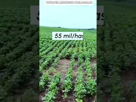 VENDO 300 HECTARES PARA SOJA NA REGIÃO DE RIO PARDO RS.