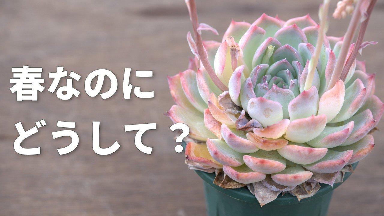 【春なら復活】早めの発見で救えます。多肉植物
