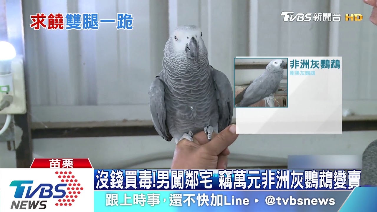 我的鳥？鄰居下手偷　飼主找上門男下跪求饒