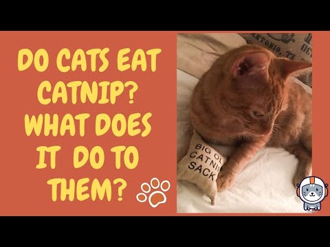 Do Cats Eat Catnip and What Does It Actually Do to Them?