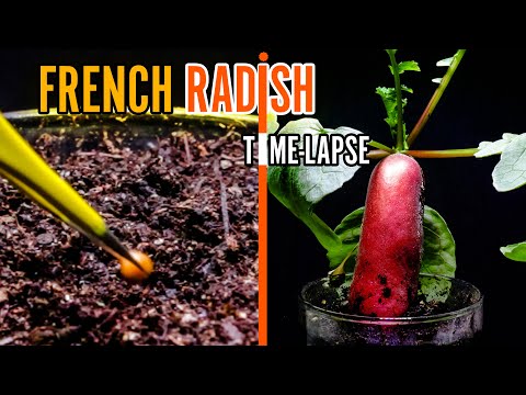 Growing French Radish Time Lapse - Seed to Harvest