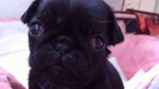 Successfully treated Diabetes-Ukraine