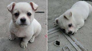 Щенок не хотел отходить от этой крышки колодца. Вскоре его хозяин узнаёт что-то душераздирающее