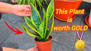 This PLANT is PURE GOLD at HOME | Recipe for Healing Uses | Sansevieria or Mother-in-Law's Tongue