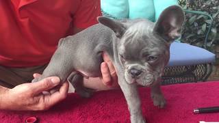 DIY Health check for dog&#39;s both adult and puppies