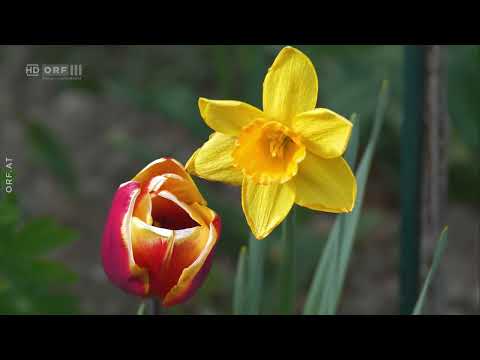 Unser Österreich: Gärten der Alpen Doku (2024)