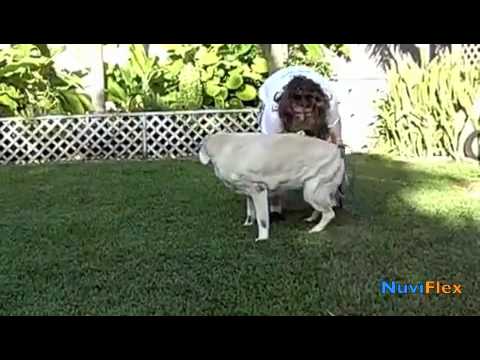 Arthritis in Dogs Amazing Dog! NuviFlex Before and After Video of Cassio