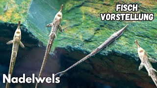 Nadelwels - Farlowella acus | Liquid Nature Fisch Vorstellung