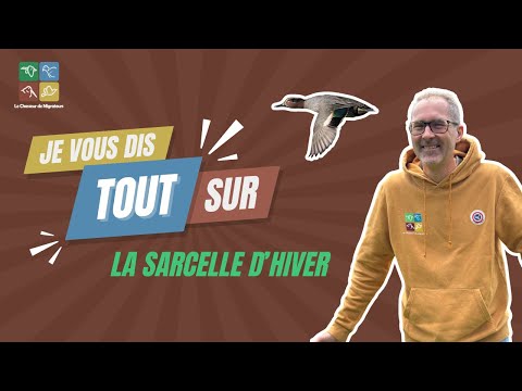 Je vous dis tout sur : LA SARCELLE D'HIVER