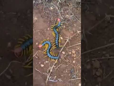 Giant Desert Centipedes  ( Scolpendra Castaneiceps )