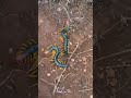 Giant Desert Centipedes  ( Scolpendra Castaneiceps )
