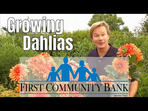 download lagu mp3 mp4 Planting Dahlias Outdoors, download lagu Planting Dahlias Outdoors gratis, unduh video klip Planting Dahlias Outdoors