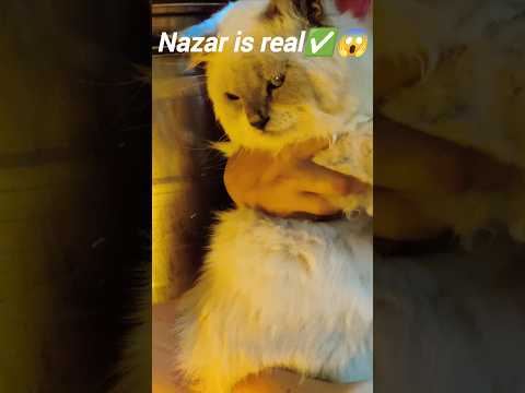 Nazar is real✅💯P2 #shortsfeed #viral 😱#cat