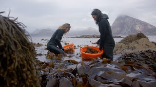 Hurtigruten | Dear Coast | Lofoten Seaweed