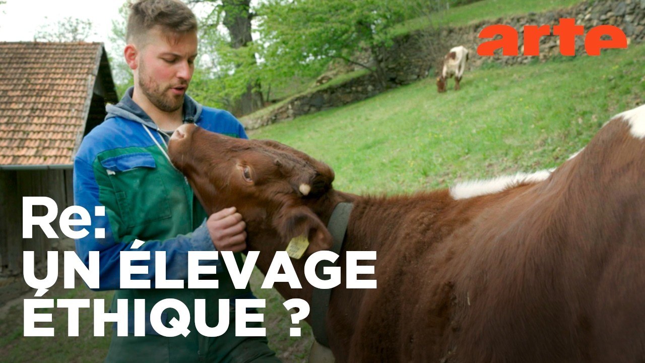 Vers un élevage des veaux plus respectueux | ARTE Regards
