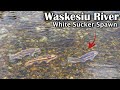 Video Thumbnail for Waskesiu River White Sucker Spawn Run (May 22, 2022)