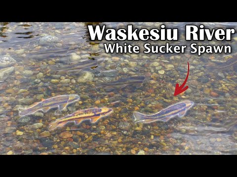 Waskesiu River White Sucker Spawn Run (May 22, 2022)