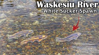 Waskesiu River White Sucker Spawn Run (May 22, 2022)