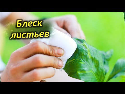 Шик и БЛЕСК комнатных растений. Полировка листьев в домашних условиях.