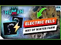 Once Human NEW ELECTRIC EEL Location - Way of Winter Guide to Maximum Energy!