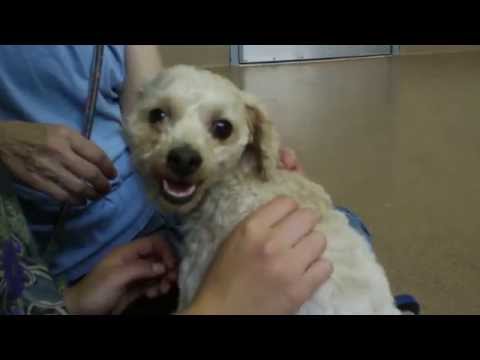 Choosing A Rescued Dog From The Animal Shelter, Part 1