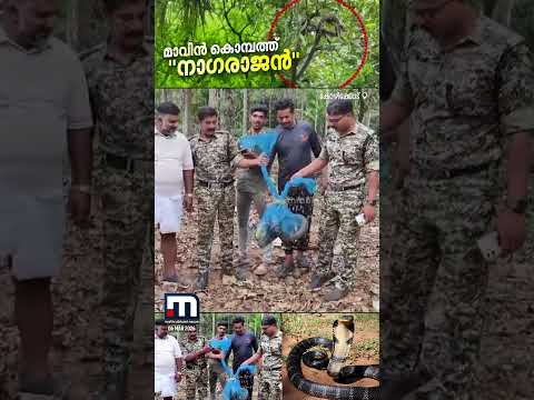 മരക്കൊമ്പിൽ ചാടിക്കളിച്ച് കൂറ്റൻ രാജവെമ്പാല; നടുങ്ങി നാട്ടുകാ‍ർ | Snake | King Cobra | Snake Rescue